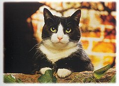 Gatti (364)